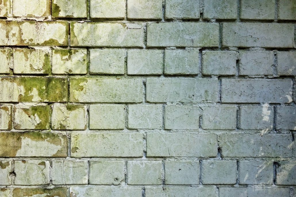 An outside brick wall with an infestation