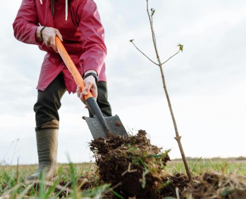 Digging in the dirt to plant a tree