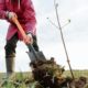 Digging in the dirt to plant a tree